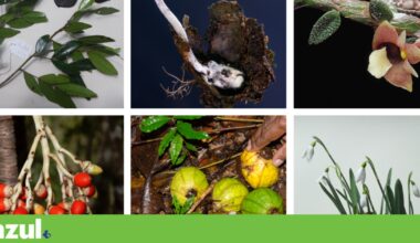 Do fungo zombie à orquídea sanguinolenta: as espécies mais curiosas de 2025 | Biodiversidade