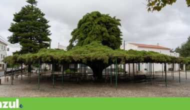 Cedro de Runa, em Torres Vedras, eleito Árvore do Ano em Portugal | Árvores