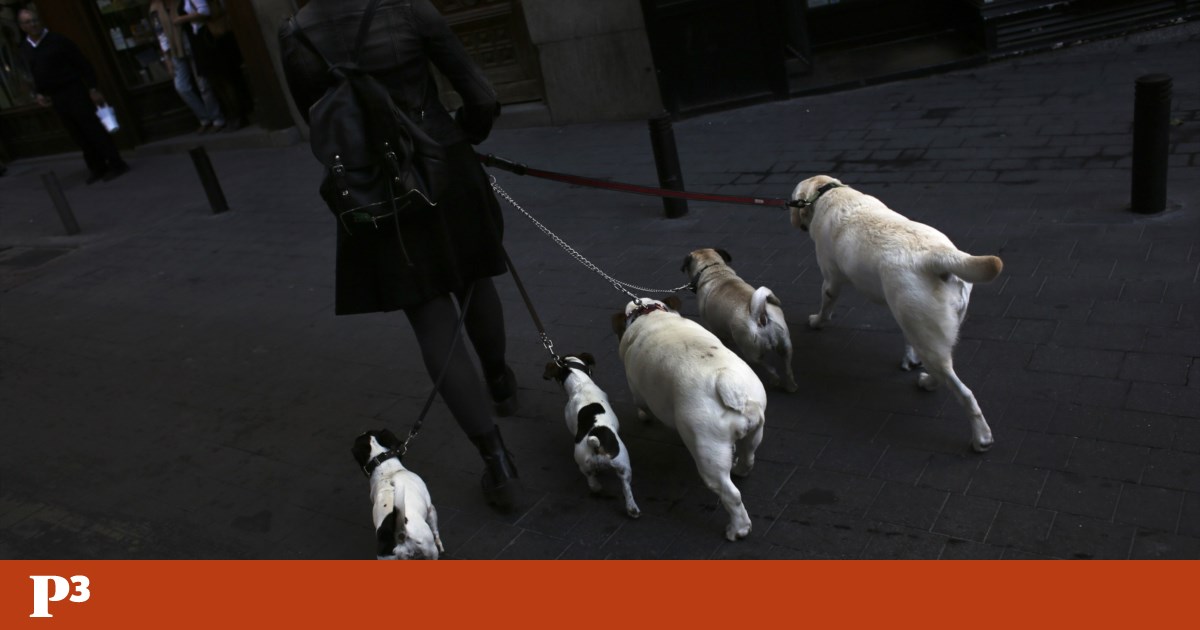 Urina de cães na rua passa a dar multa até 300 euros em Barcelona | Pet