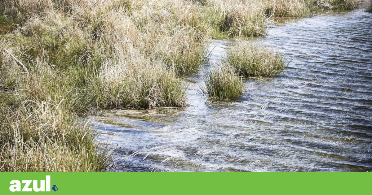 Restauro da natureza pode ajudar a prevenir incêndios e cheias | Ambiente