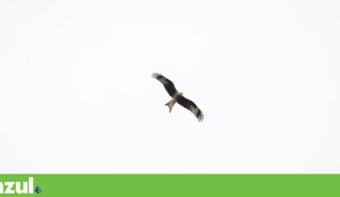 ICNF e GNR investigam morte de 17 milhafres-reais em Almeida | Conservação da natureza