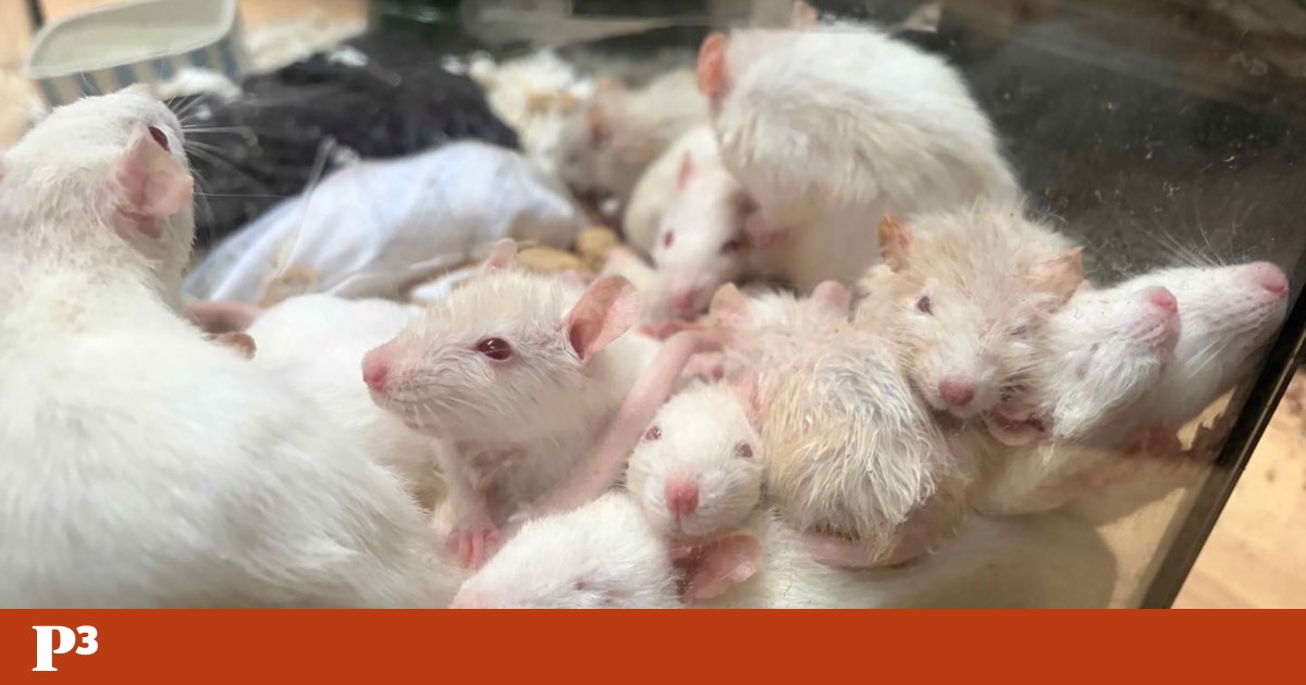 Eles resgataram 450 ratos de uma casa. Agora tentam encontrar quem os adopte | EUA