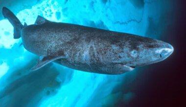 Tubarões da Groenlândia vivem 400 anos e enxergam bem; estudo descobre como