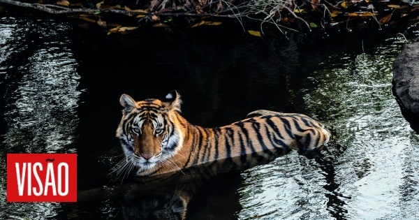 Fotografia: Os tigres de Maria da Luz