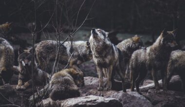 Lobos encontrados numa ilha só acessível por barco. Mistério aponta para "amizade" com humanos