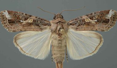 Lagarta-do-cartucho desenvolve ecótipo migratório - Revista Cultivar