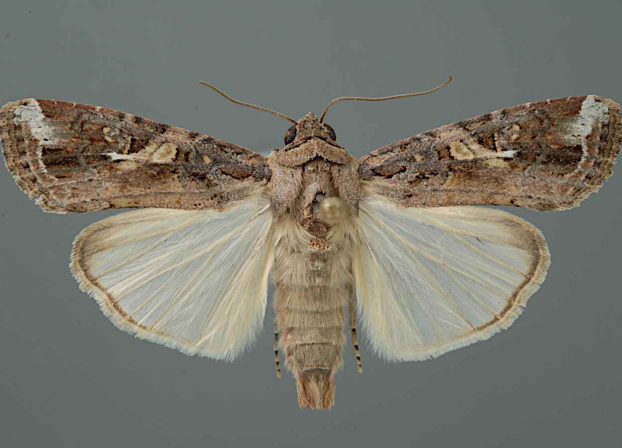 Lagarta-do-cartucho desenvolve ecótipo migratório - Revista Cultivar