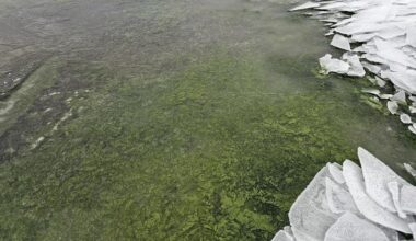 Cientistas explicam o extraordinário fenómeno