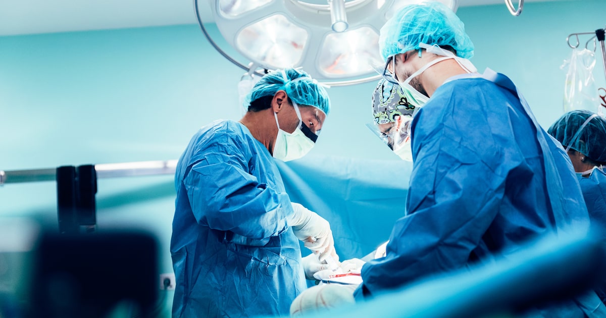 Pesquisa mostra como o sistema imunológico reage ao transplante de rim de porco