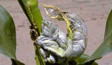 Ustilago maydis usa via de raiz lateral para formar galhas em milho