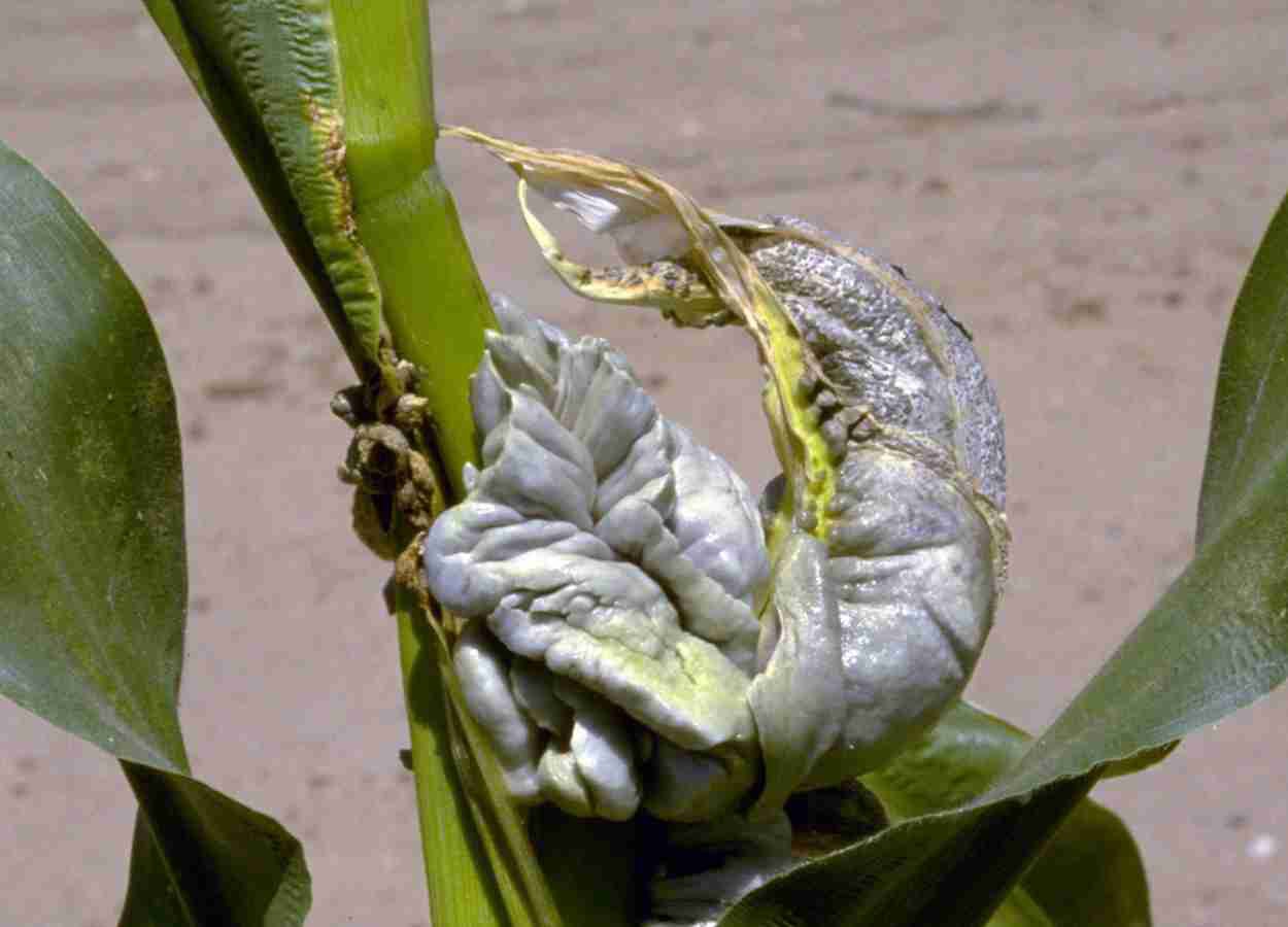 Ustilago maydis usa via de raiz lateral para formar galhas em milho