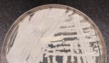 "Candida auris". Fungo resistente e oportunista que se coloniza na pele