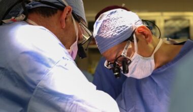 Pesquisa mostra como sistema imunológico reage a transplante de rim de porco em paciente vivo