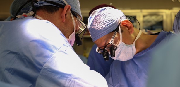 Pesquisa mostra como sistema imunológico reage a transplante de rim de porco em paciente vivo