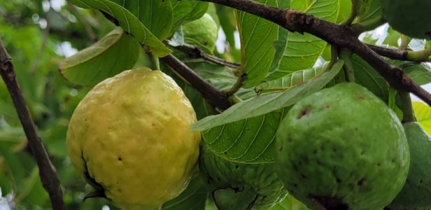 Luz UV-C modulada aumenta a vida útil das goiabas, mostra estudo