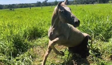 Casos de raiva em equídeos na região de Porangatu alertam para reforço da vacinação