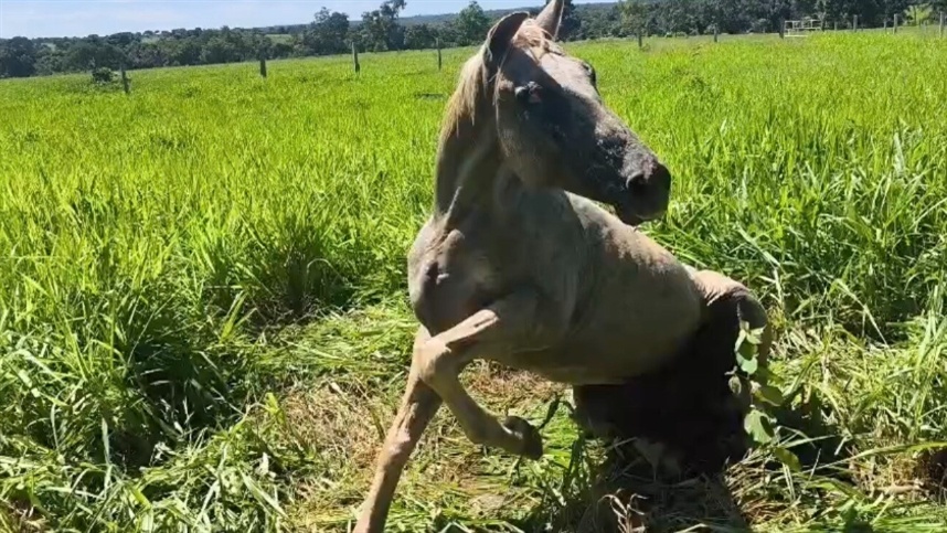 Casos de raiva em equídeos na região de Porangatu alertam para reforço da vacinação