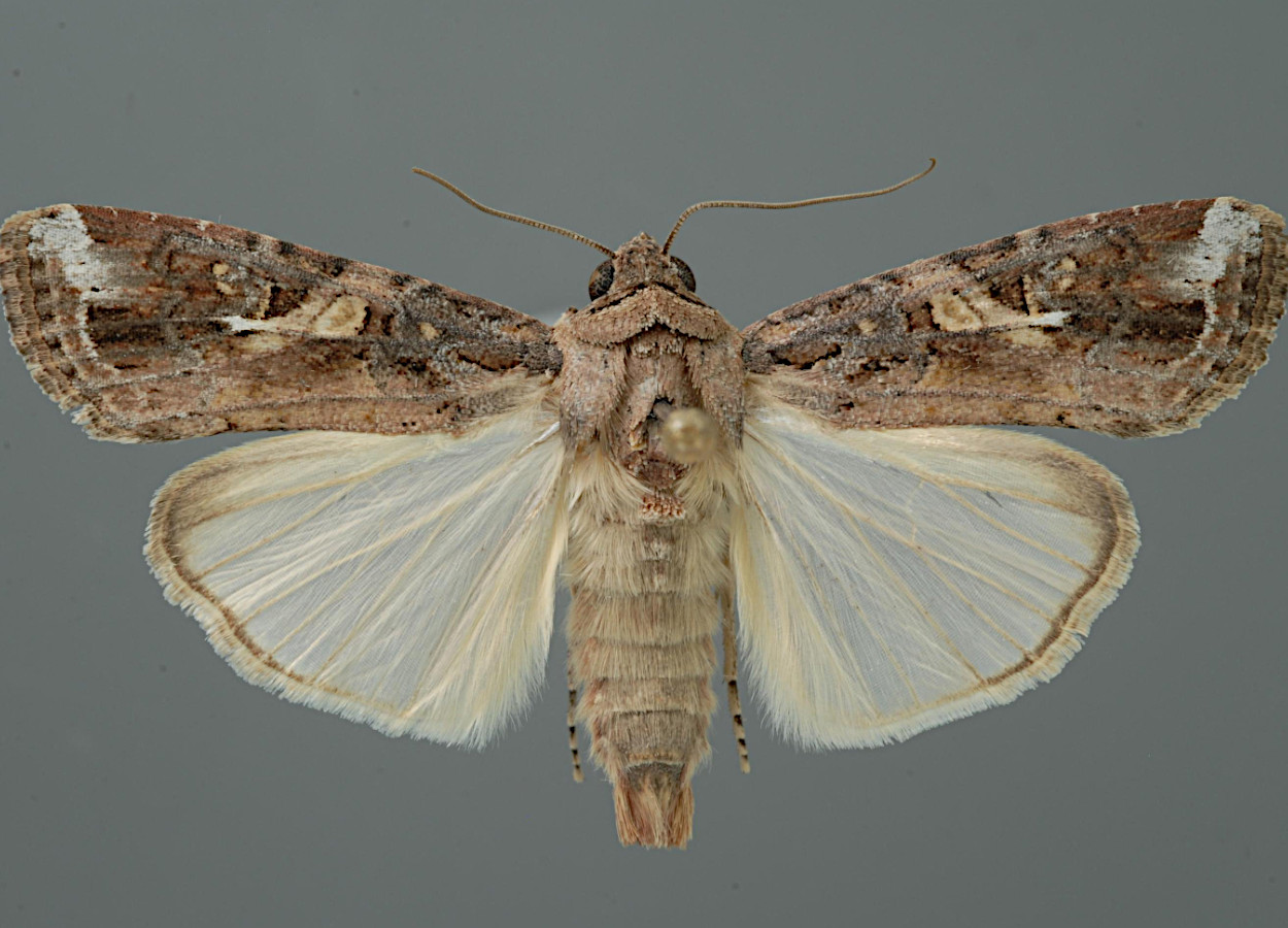 Foto: Lyle Buss, University of Florida