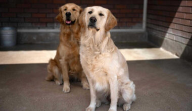 Jornal de Notícias Logo