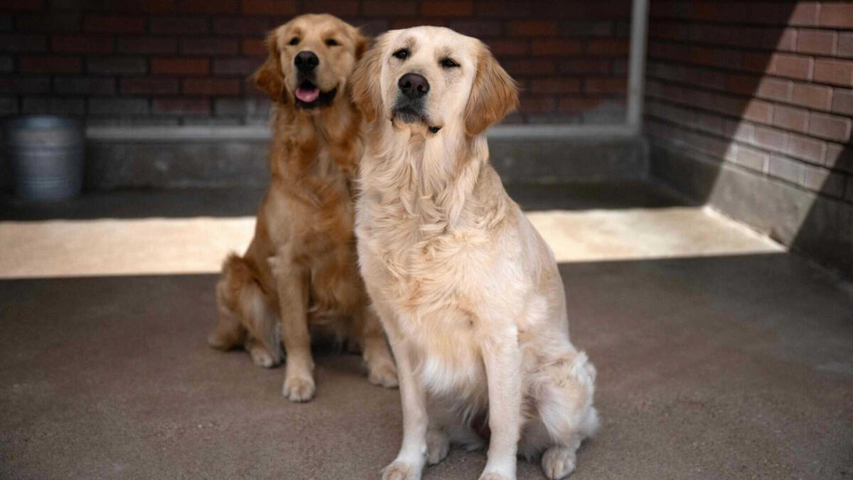 Jornal de Notícias Logo
