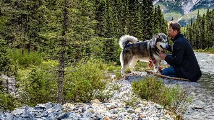 Cena de Uma Aventura Animal: A Jornada Para Casa