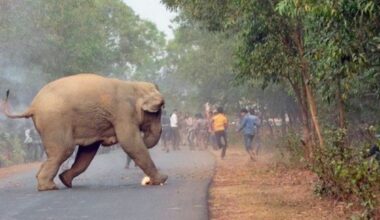 Elefante matou 20 pessoas na Índia. Ninguém o consegue apanhar