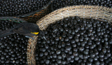 Brasil declara açaí como fruto nacional para travar “biopirataria”