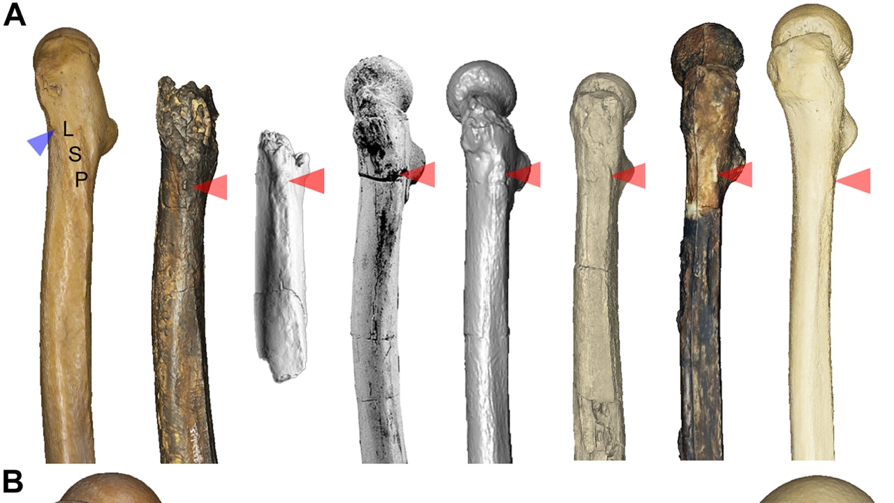 Ancestral humano já caminhava ereto há 7 milhões de anos, indica estudo