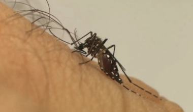 Casos de arboviroses caem na Bahia — Sociedade Online