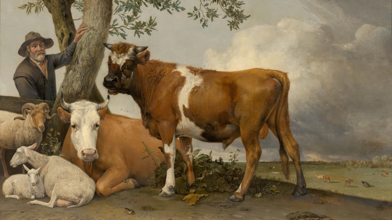 Touro em pintura holandesa teve testículos diminuídos no século 17