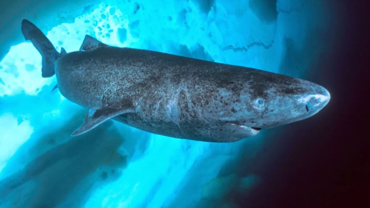 Tubarões groenlândia