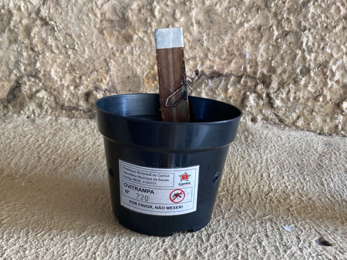 Saúde reforça importância de armadilhas contra a dengue, e pede colaboração da população