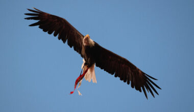 Benfica District Assembleia Geral Direto Clube