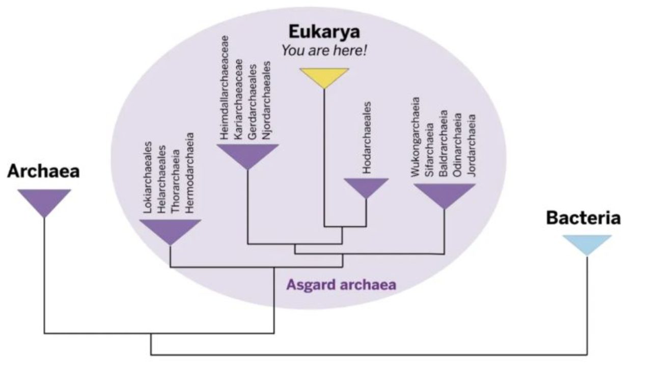 Ilustração do ciclo de vida microbiana mostrando a relação entre Arqueas, Eukarya e Bactérias, destacando o papel das Asgard arqueas na evolução.