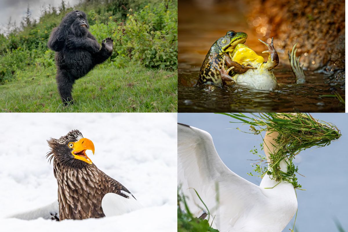 as vencedoras do prêmio de fotos mais engraçadas de 2025