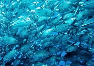 Atum com selo azul de pesca sustentável cresce 24% no último ano. Desembarque anual atinge 2,82 milhões de toneladas 