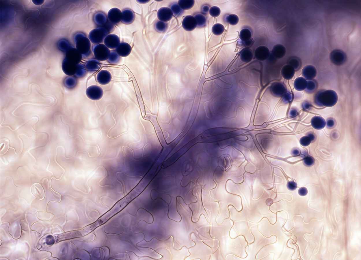 Efetor de míldio ativa defesa natural em brassicáceas