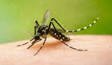 Notícia - Dengue exige vigilância constante e cuidados diários da população