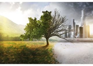 As aves soam o alarme: a remoção de barreiras naturais compromete a resiliência dos ecossistemas