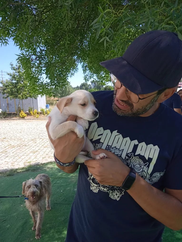 Canil/Gatil Municipal da Guarda abre candidaturas para voluntariado