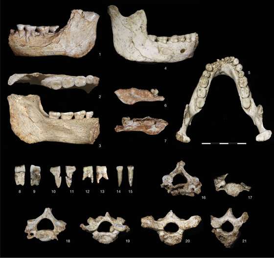 MandÃ­bulas, dentes e vÃ©rtebras descobertos em Casablanca e divulgados na revista Nature