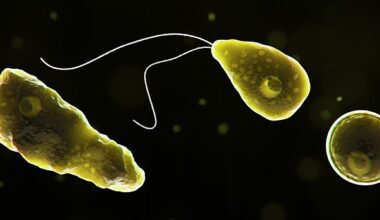 Cientistas alertam para micróbio "devorador de cérebros" escondido nos sistemas hídricos mundiais