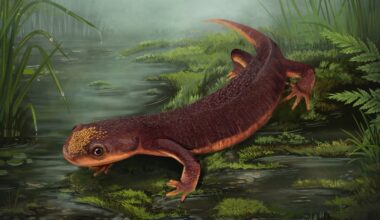 Nabia civiscientrix. Nova espécie de anfíbio jurássico em Portugal com 150 milhões de anos