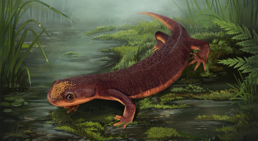 Nabia civiscientrix. Nova espécie de anfíbio jurássico em Portugal com 150 milhões de anos