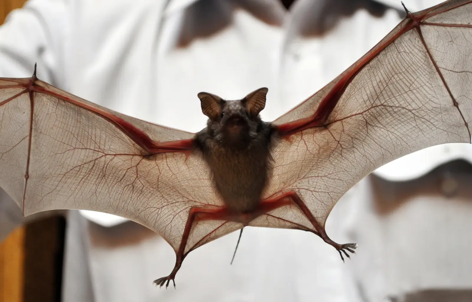 Vigilância Ambiental registra quase 600 atendimentos envolvendo morcegos em 2025