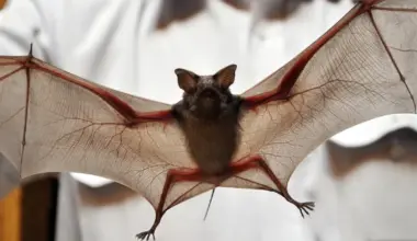 Vigilância Ambiental registra quase 600 atendimentos envolvendo morcegos em 2025