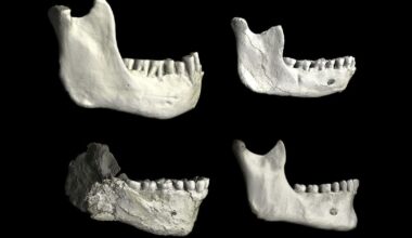 Fósseis encontrados em Marrocos podem preencher lacuna na evolução humana
