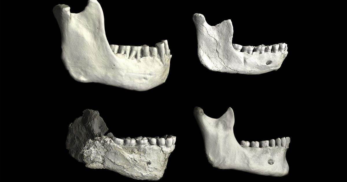 Fósseis encontrados em Marrocos podem preencher lacuna na evolução humana
