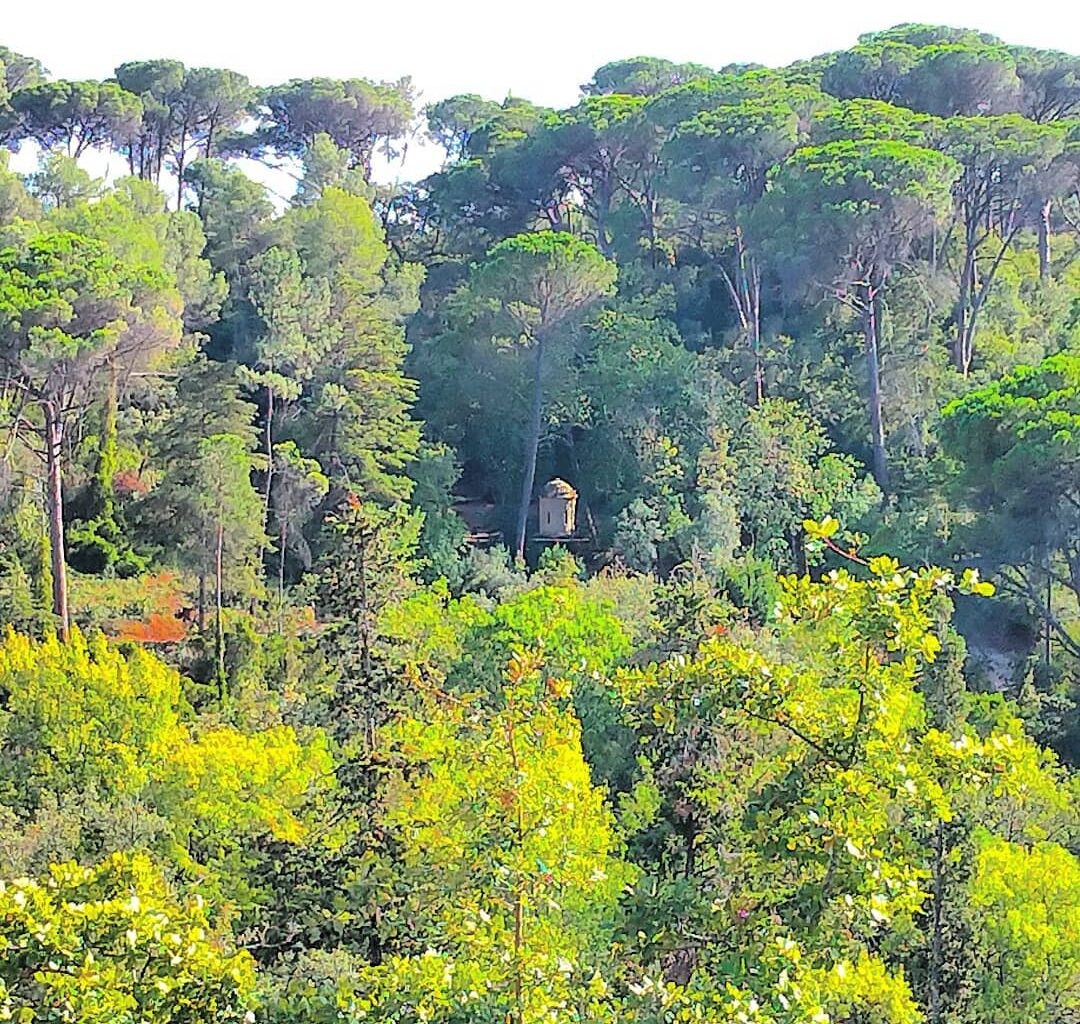 Charolinha da Mata dos Sete Montes arrasada pela tempestade Kristin