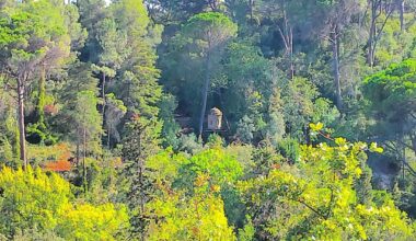 Charolinha da Mata dos Sete Montes arrasada pela tempestade Kristin